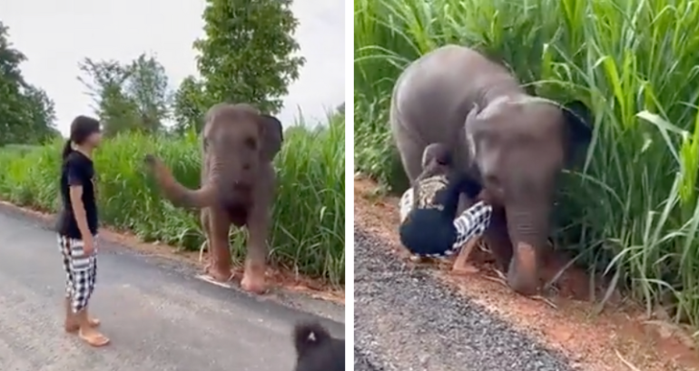 Elephant calf appears to salute woman who helped it get out of mud in viral video