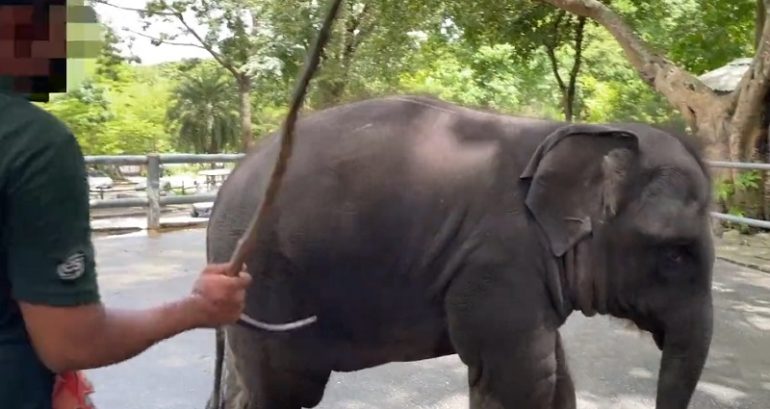 Nonprofit’s investigation exposes rampant animal abuse in 8 elephant attractions in Thailand