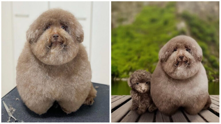 Spherical dog in Japan becomes internet sensation 