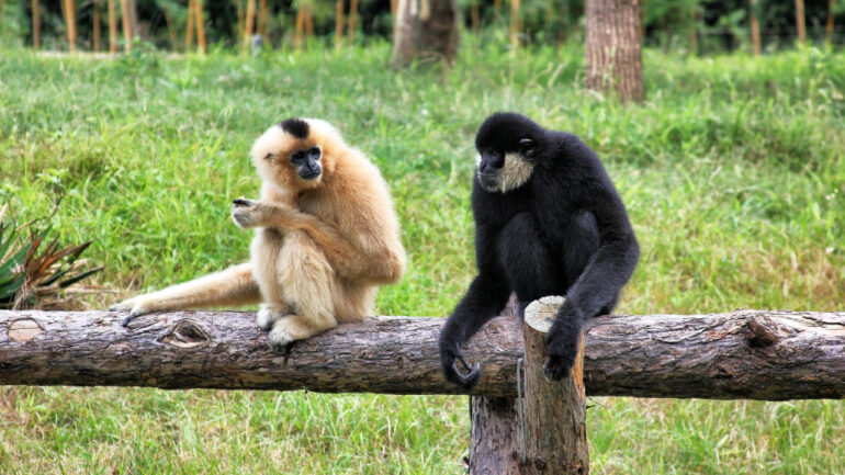 How a female gibbon locked in a cage alone in Japan got pregnant