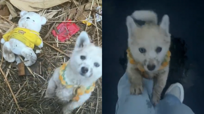 Lost puppy that refuses to leave its teddy bear will make you cry