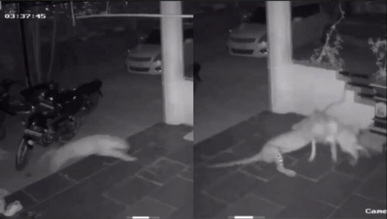 Leopard caught on CCTV killing and dragging away pet dog from home in India