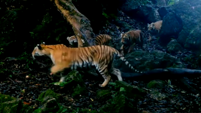 Rare footage captures majestic tigress and three cubs in Thai rainforest