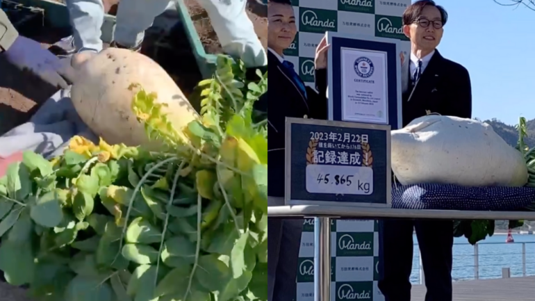 Video: Japanese company sets world record with 101-pound radish