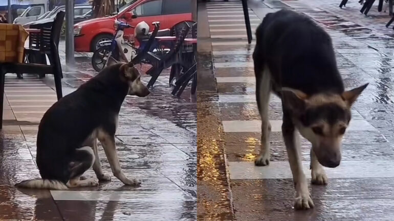 Lost dog reunited with owner after video of it waiting outside every day goes viral