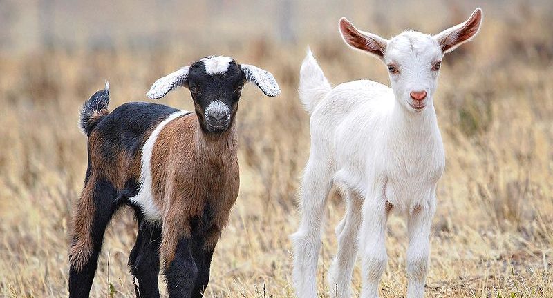 goats-jan-1.jpg