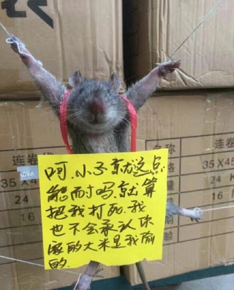 rat2
