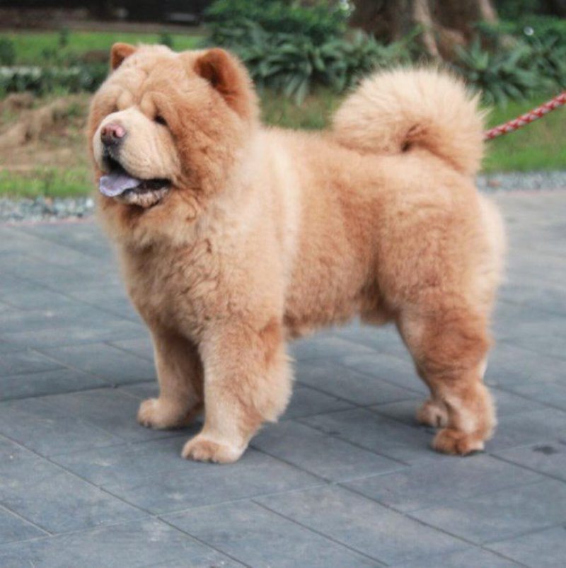 Chowder The Bear Dog Is The Floofiest Floof To Have Ever Floofed
