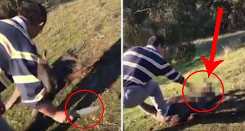 Man Arrested Over Brutal Attack on Helpless Kangaroo in Australia