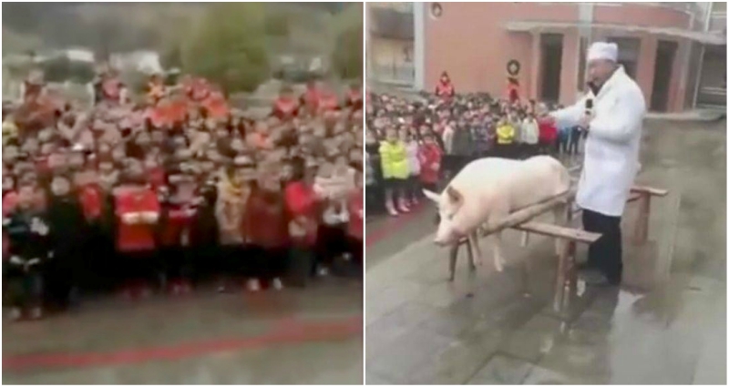pig dissected in front of kindergarten