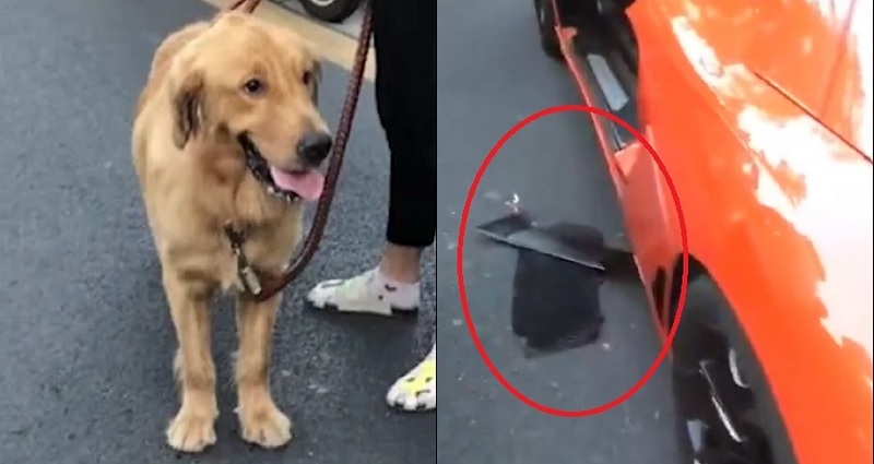 Dog Owner Has to Pay $6,600 in Compensation to Lamborghini Driver Who