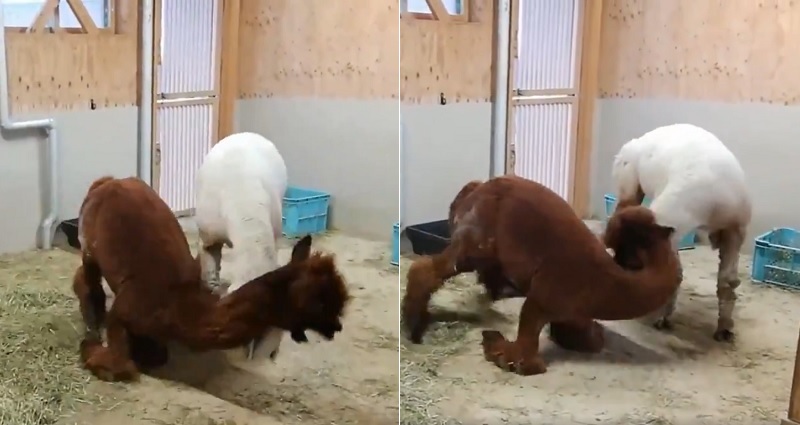 alpacas fighting