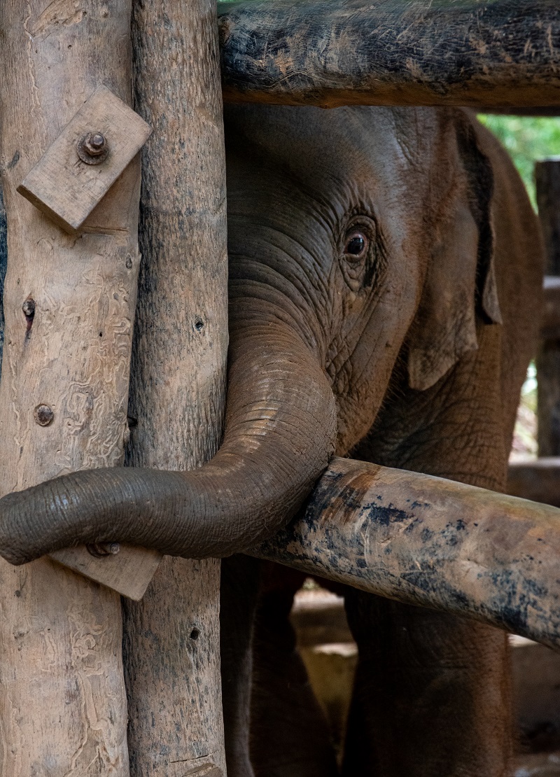 An elephant nursery is under fire for its practice of breeding baby elephants into captivity and forcing them to become money-making performers for the amusement of tourists.