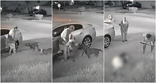 pit bulls attack elderly man in Texas