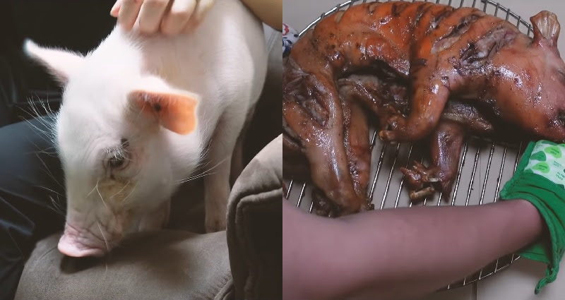 Japanese man punks the internet by &#39;eating&#39; pet pig named Kalbi after 100-day  YouTube series