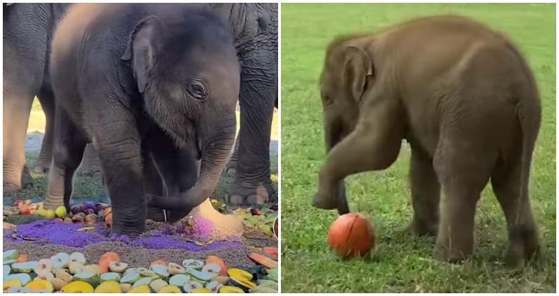 Viral Baby Elephant's Birthday