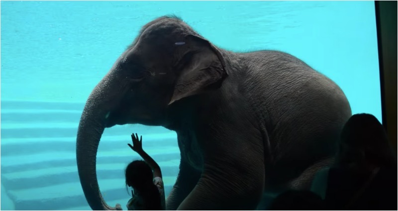 elephant swimming thailand