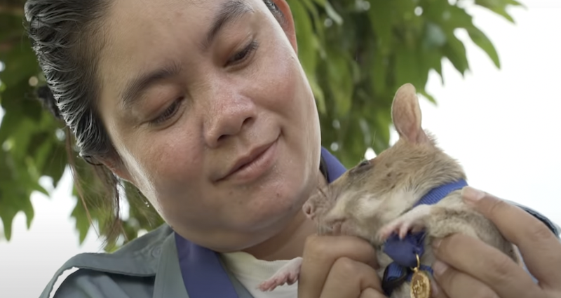 Magawa Cambodian Rat