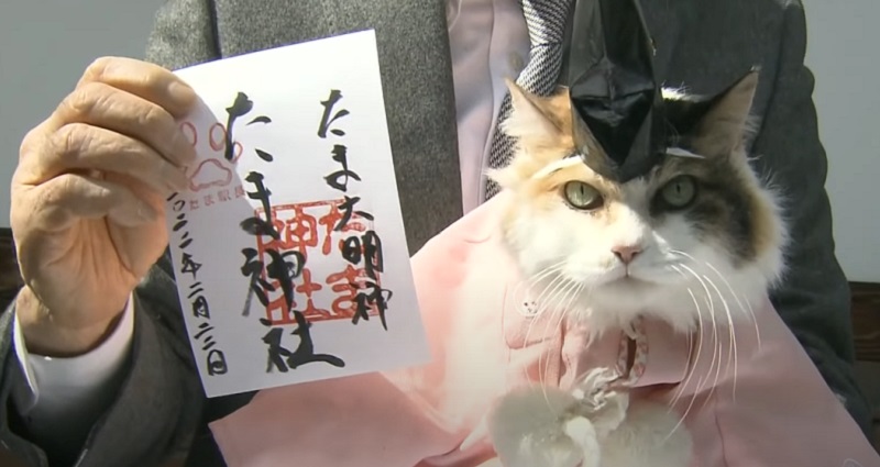 Japanese cat chief priest
