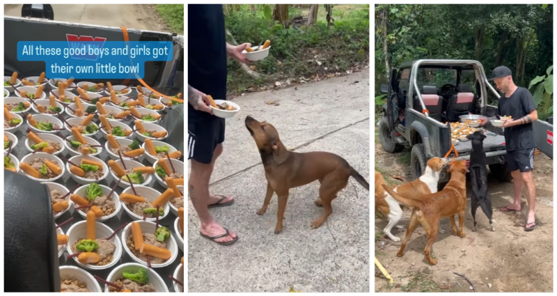 stray dogs get fed