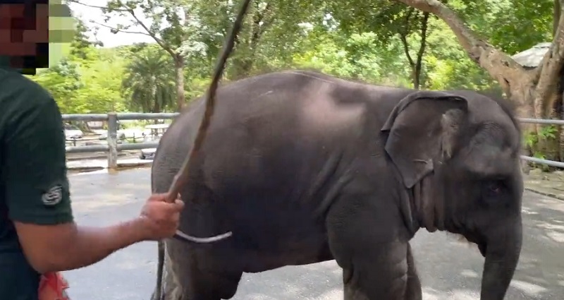 elephant abuse